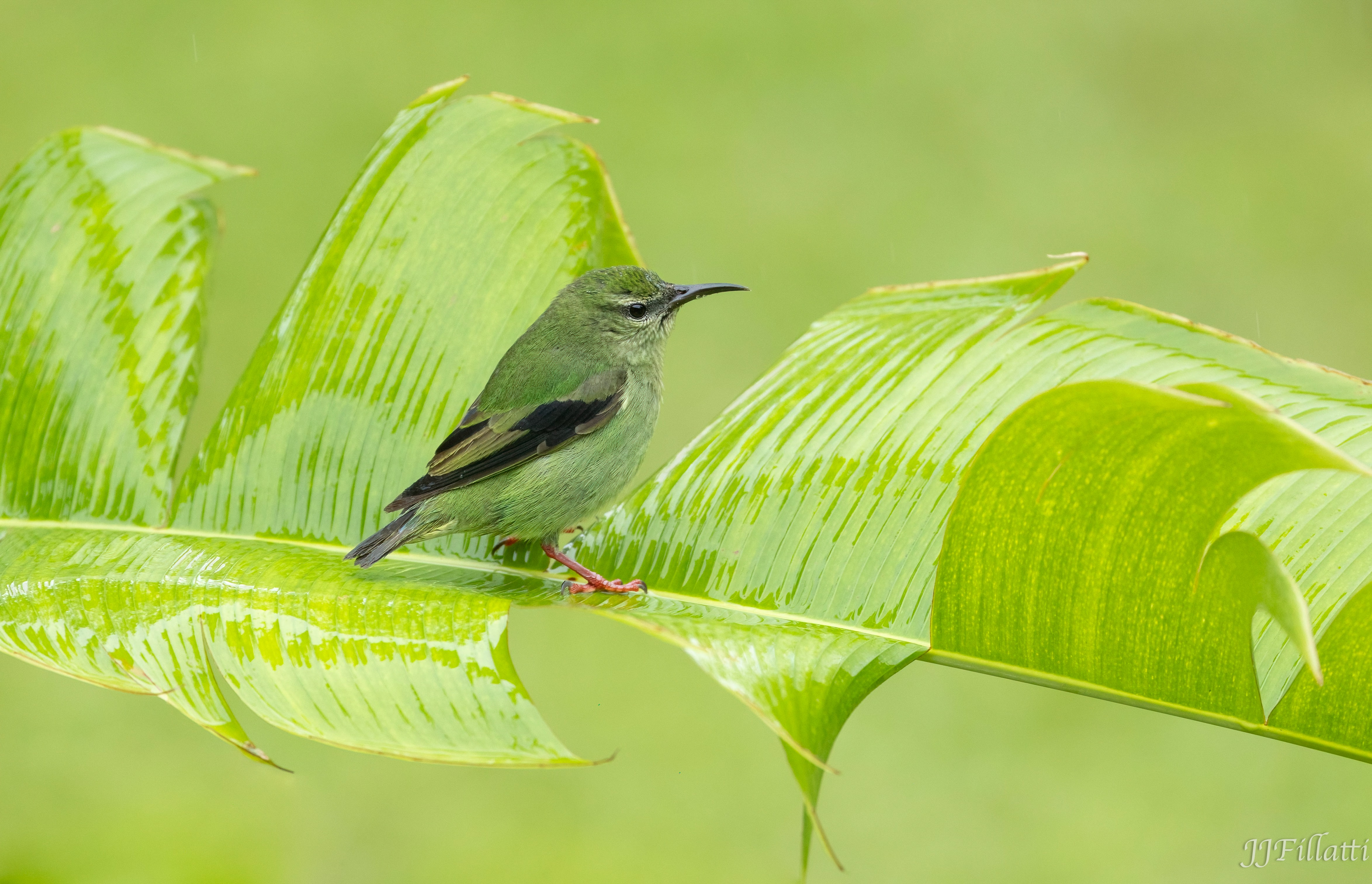 bird of Costa Rica image 4